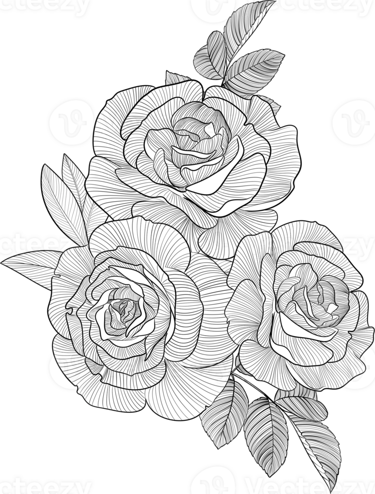 Digital painting illustration of a rose bouquet in line art style png