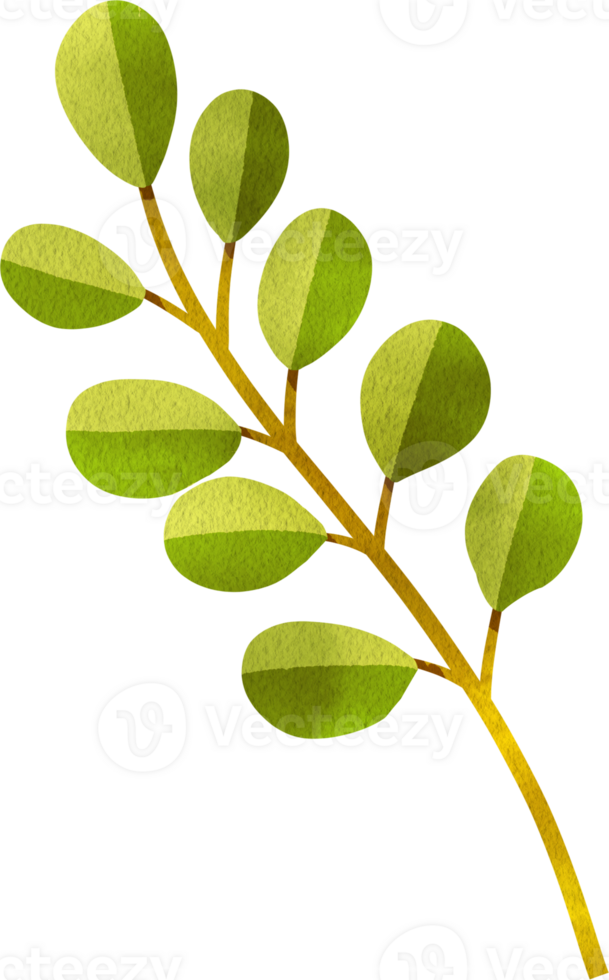 Green Eucalyptus Leaves, Hand Drawn Illustration Watercolor png
