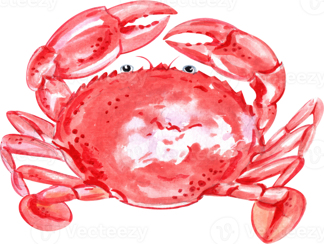 Red-orange crab placed on the table, bringing vibrant colors to the seafood spread, hand-drawn watercolor painting illustration png