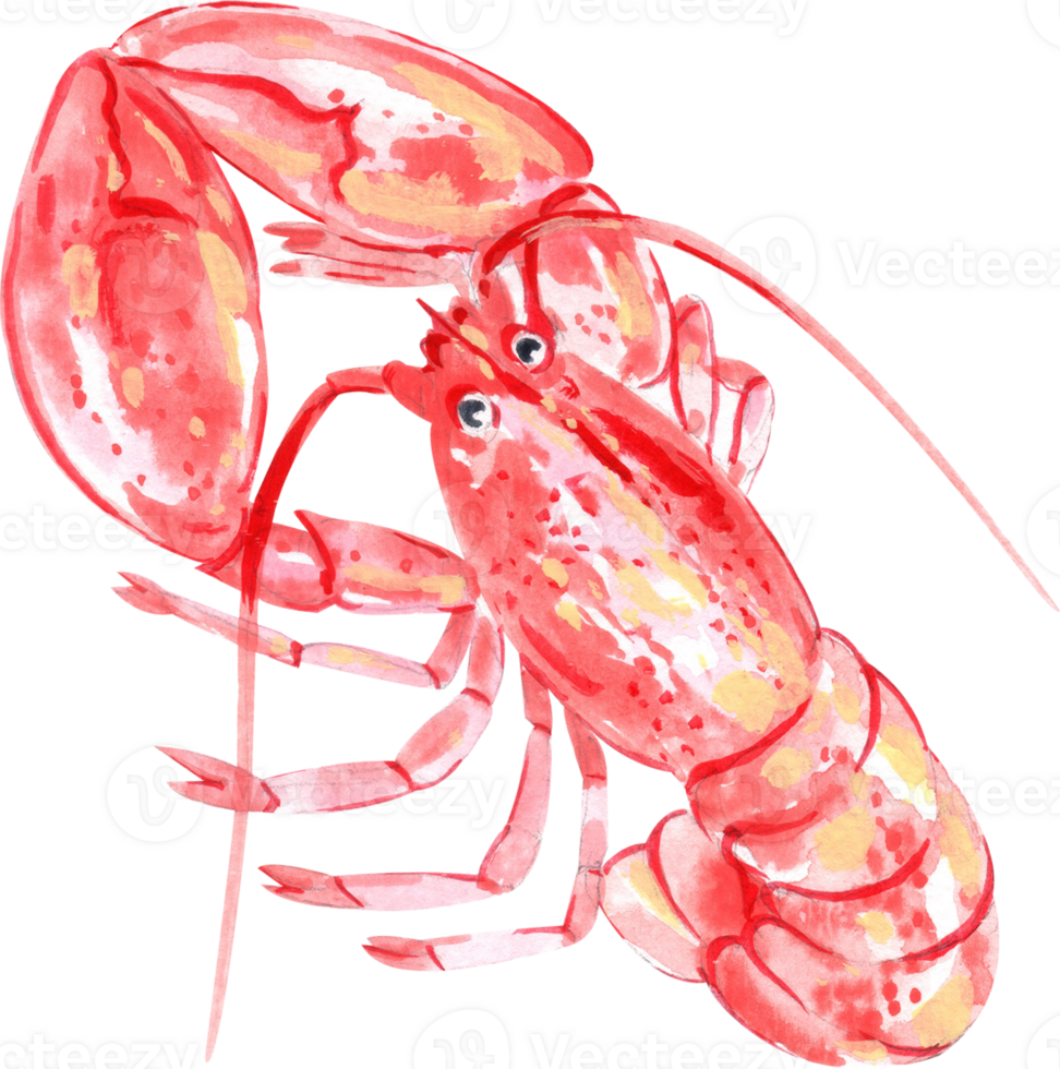 A red lobster resting on the table, bold and ready to serve, hand-drawn watercolor painting illustration png