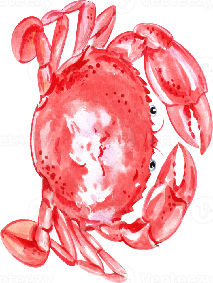 A bright red-orange crab, ready to feast on the table, hand-drawn watercolor painting illustration png