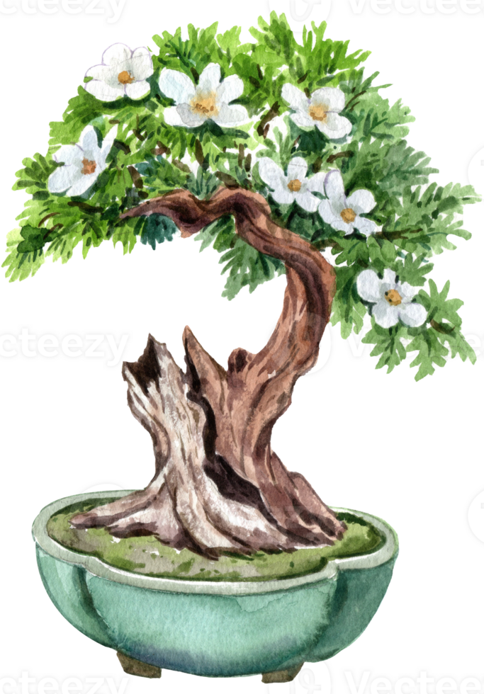 White Jasmine Bonsai Tree, watercolor painting hand-drawn illustration png