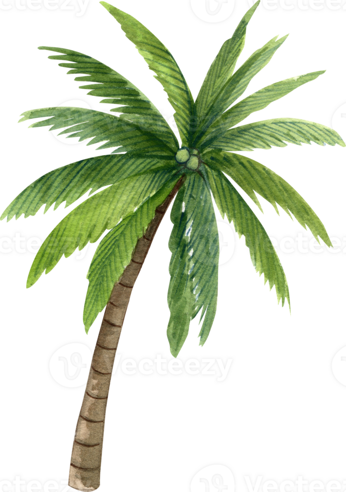 The coconut tree is a tall palm known for its edible fruit, hand-drawn watercolor illustration png