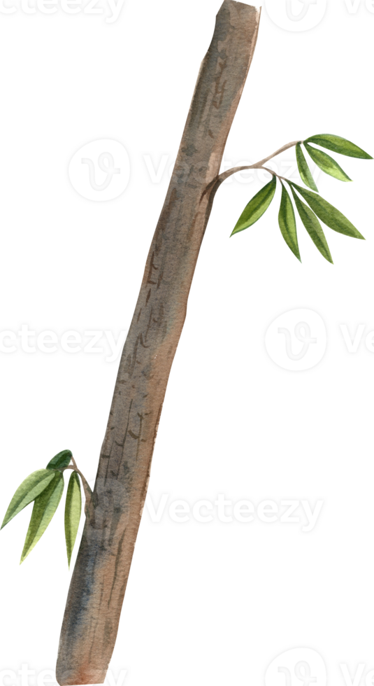 The eucalyptus tree is known for its aromatic leaves and tall stature, hand-drawn watercolor illustration png