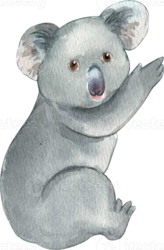 The koala is a cuddly marsupial native to Australia, hand-drawn watercolor illustration png
