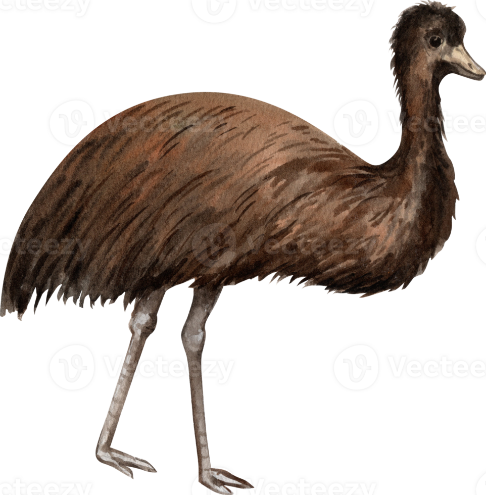 Emu is a large, flightless bird from Australia, hand-drawn watercolor illustration png