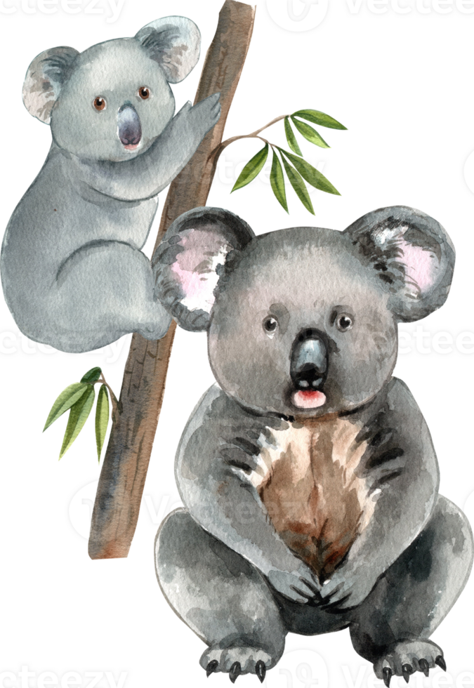 The koala is a marsupial that feeds on eucalyptus leaves, hand-drawn watercolor illustration png