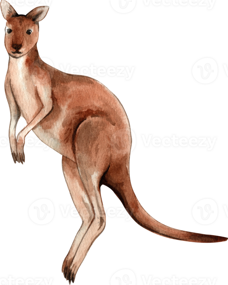 A kangaroo is a marsupial native to Australia, hand-drawn watercolor illustration png