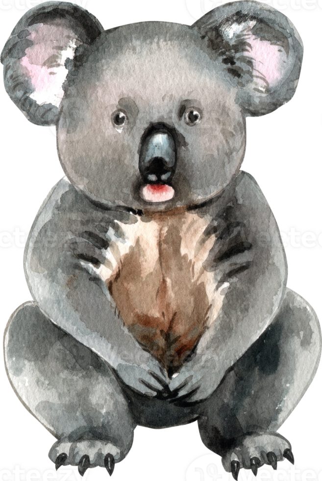 A koala is a tree-dwelling marsupial found in Australia, hand-drawn watercolor illustration png