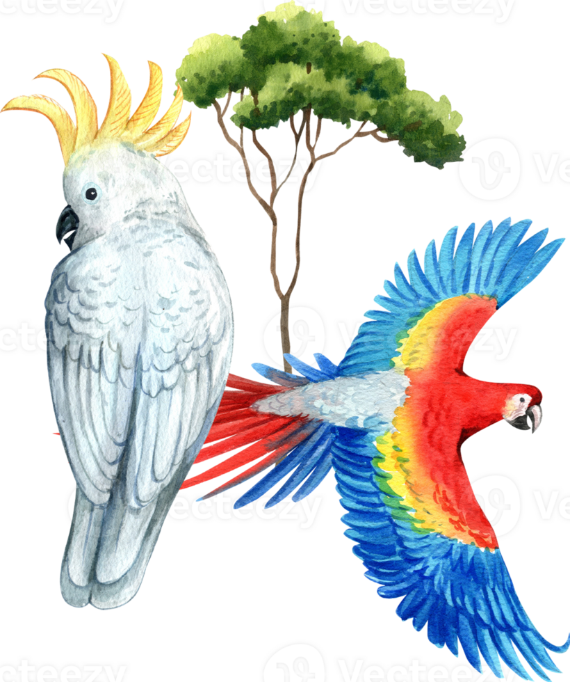 The cockatoo and macaw are perched under a tree, hand-drawn watercolor illustration png