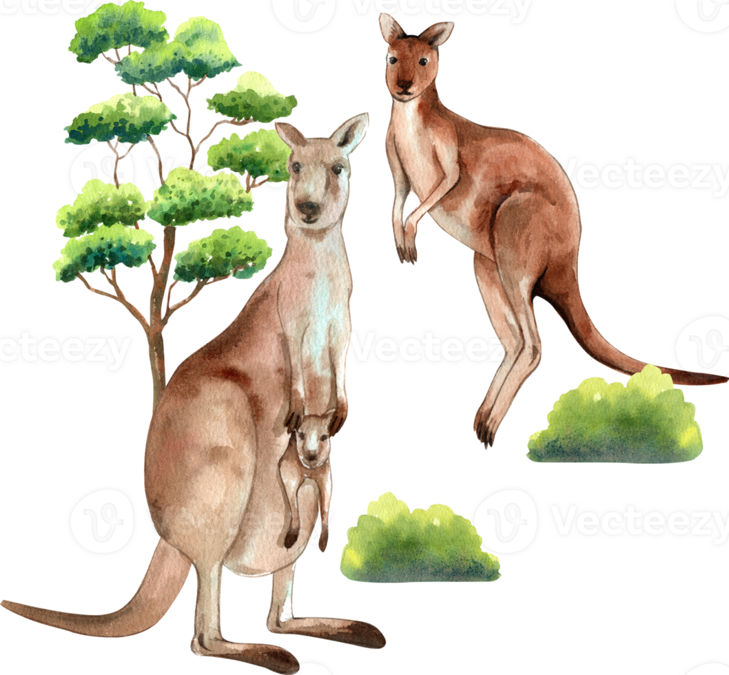 A kangaroo stands under a tree, hand-drawn watercolor illustration png