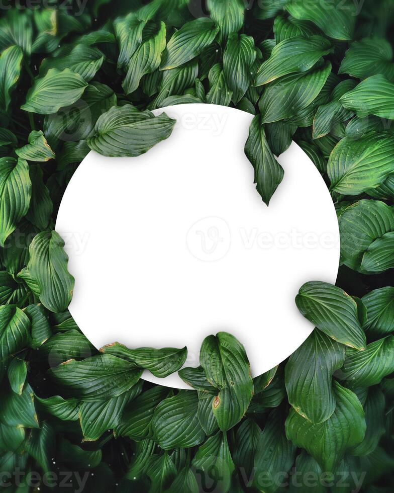 Green background layout made of leaves with white empty circle. Nature concept. input any text or logo as you wish. photo