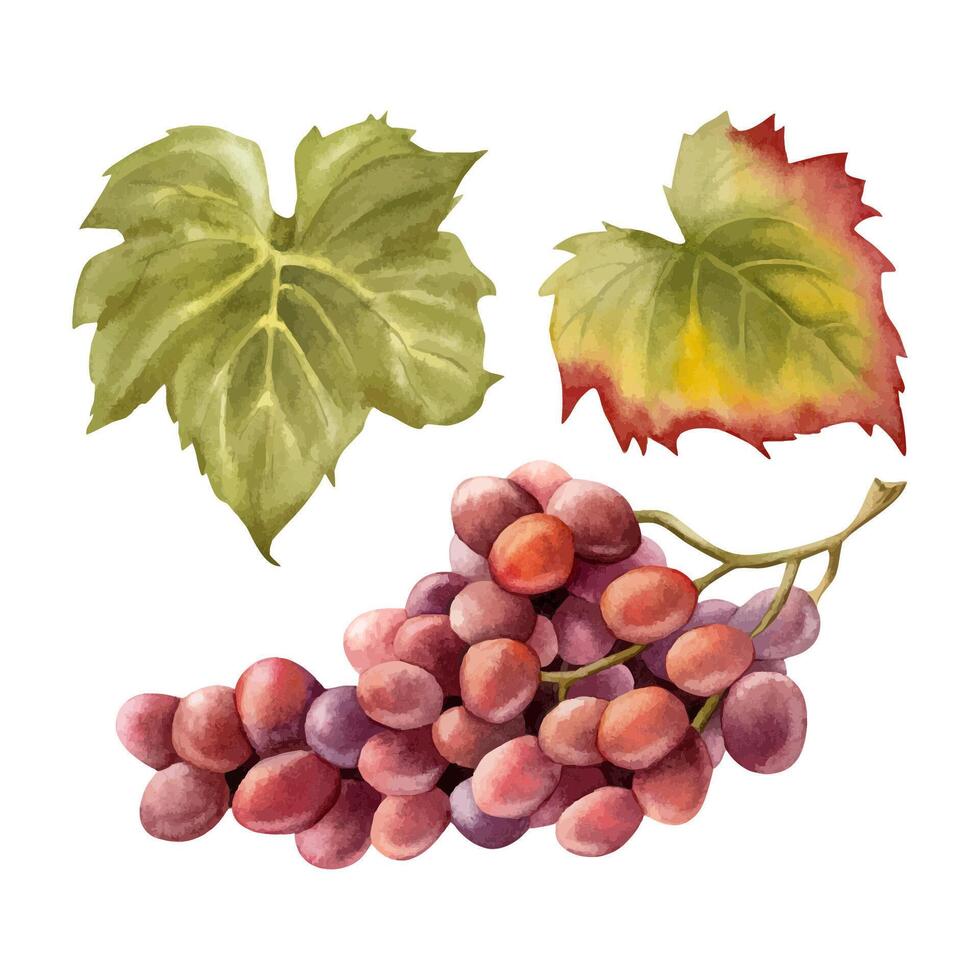 Wine grapes bunch with green leaves watercolor illustration set. Realistic ripe purple fruit branch vector