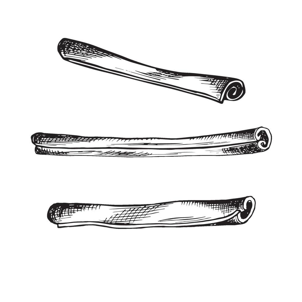 Cinnamon twisted sticks. Set sketches. graphic illustration, hand drawn isolated. Black and white drawing of savory spice. Seasoning for cooking. Clipart for menu, recipe, cosmetic, wrapping. vector