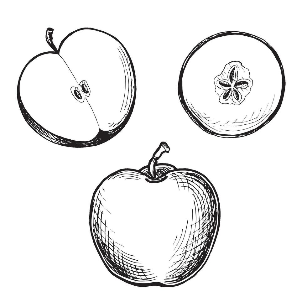 Apple whole and half with round slice. Set sketches. graphic illustration, hand drawn isolated. Black and white ripe juicy fruits. Organic food product. Clipart for menu, cosmetic, food design. vector