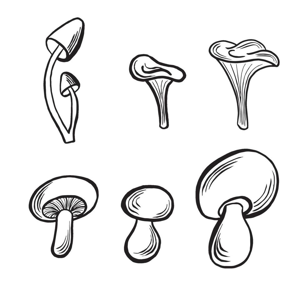 Mushrooms set autumn sketch. Porcini, Chanterelle, Honey fungus and Champignon. line illustrations, hand drawn isolated. Black and white doodle. Ffood production. Clipart for card, print, menu. vector