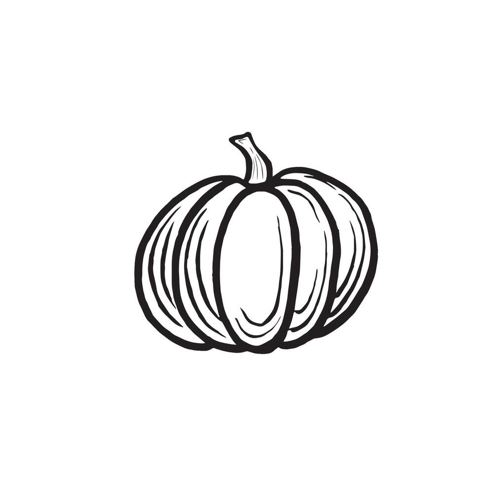 Pumpkin whole ripe sketch. Graphic line illustration, hand drawn isolated. Thanksgiving traditional autumn vegetable. Farm product. Clipart for card, Halloween, Harvesting, wrapping, menu. vector