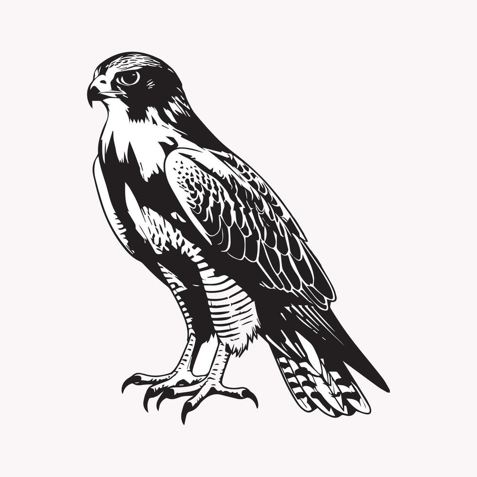 The Role of Falcons in History and Culture Symbols of Power and Freedom vector