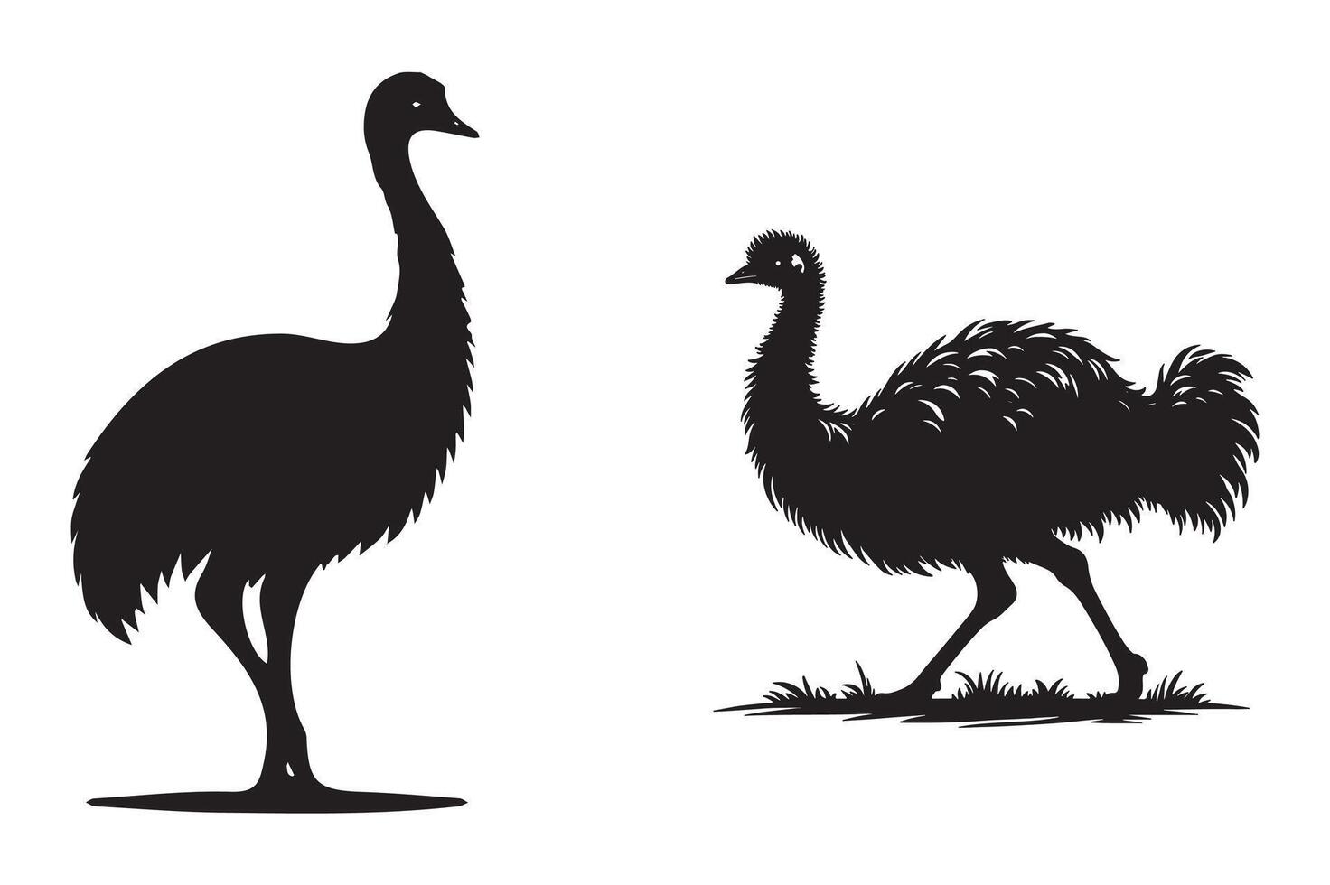 The Emu Bird Life Cycle vector