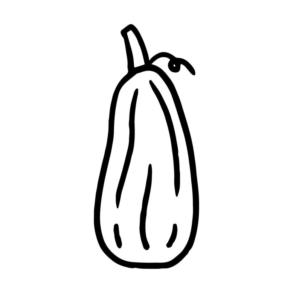 Pumpkin isolated on a white background. hand-drawn doodle illustration. Perfect for decorations, menu, logo, various designs. vector