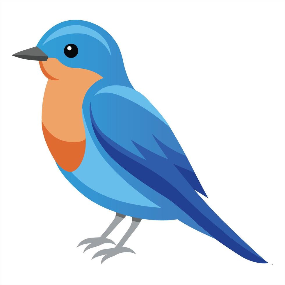 Illustration of Eastern Bluebird Isolated on white vector