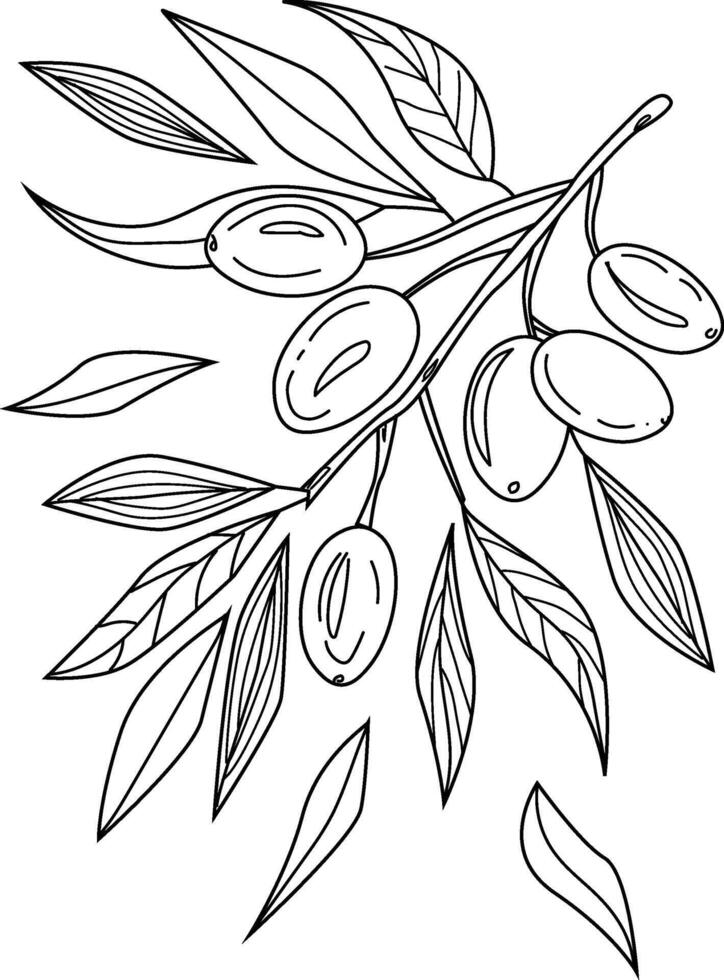 coloring page an olive branch vector