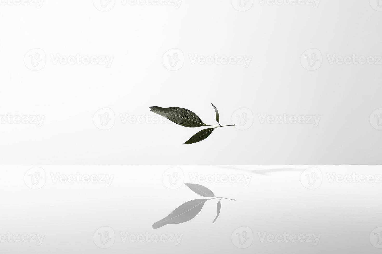 A Single Sprig of Green Leaves with a Reflection on a White Surface photo
