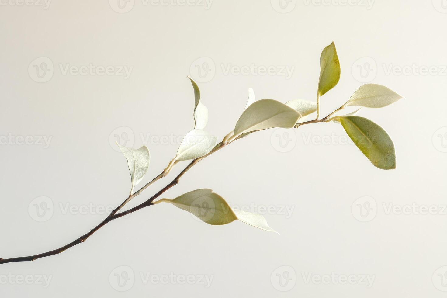 A Branch with Pale Green Leaves on a White Background photo