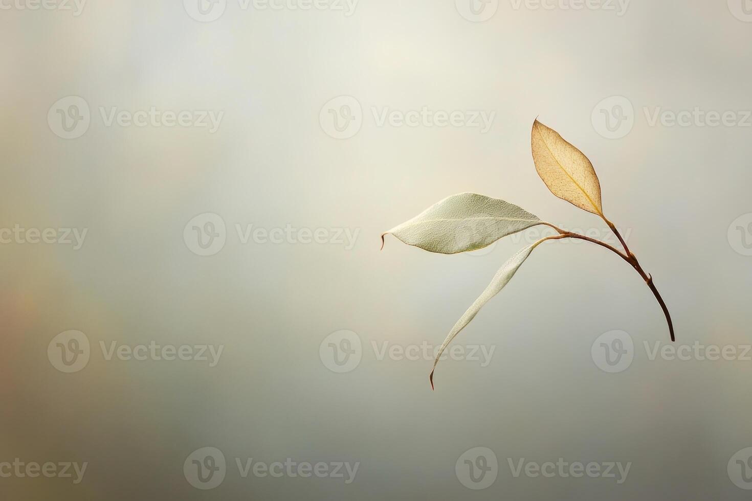 Two Delicate Leaves on a Branch Against a Blurred Background photo
