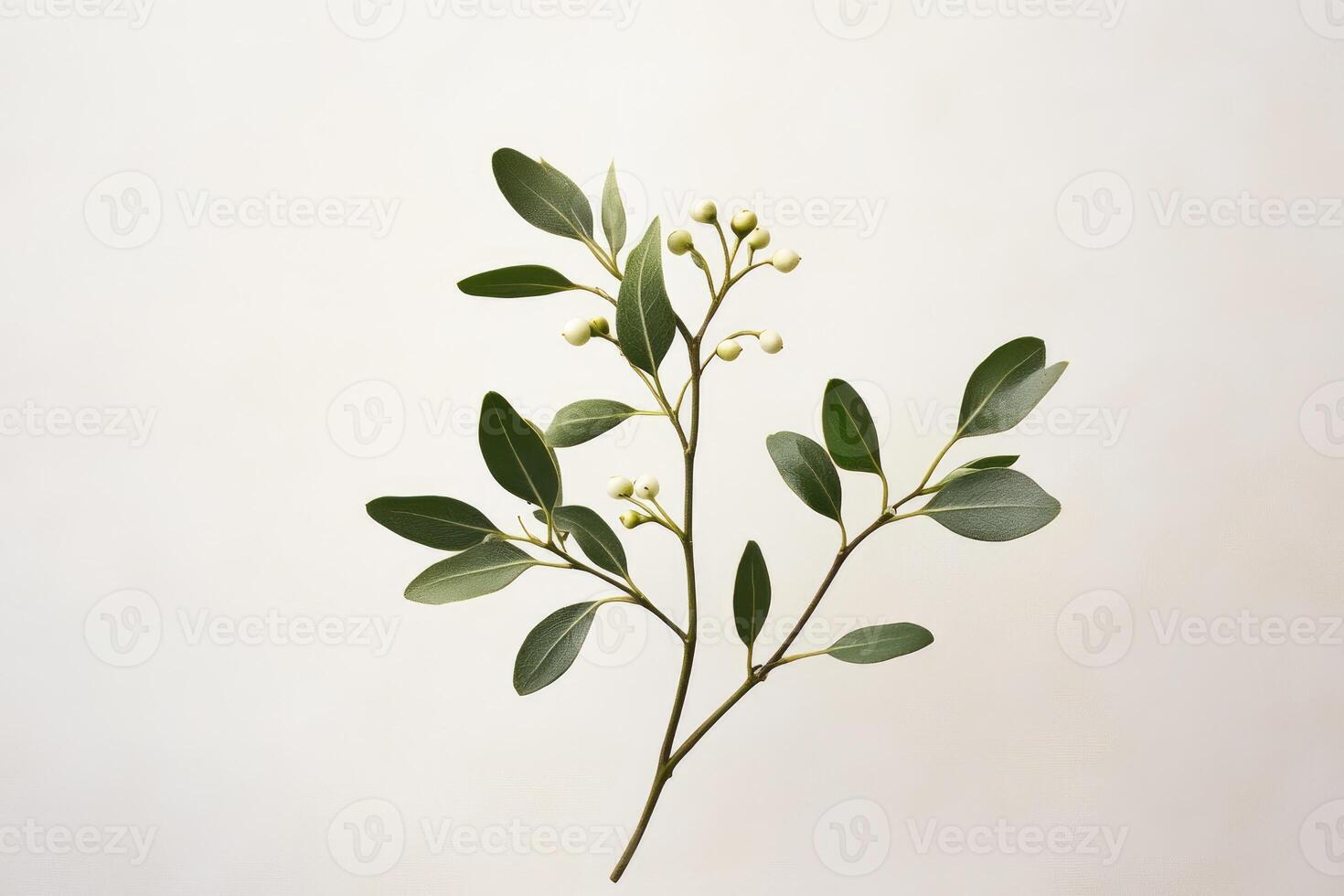 Green Branch with Small White Berries on White Background photo