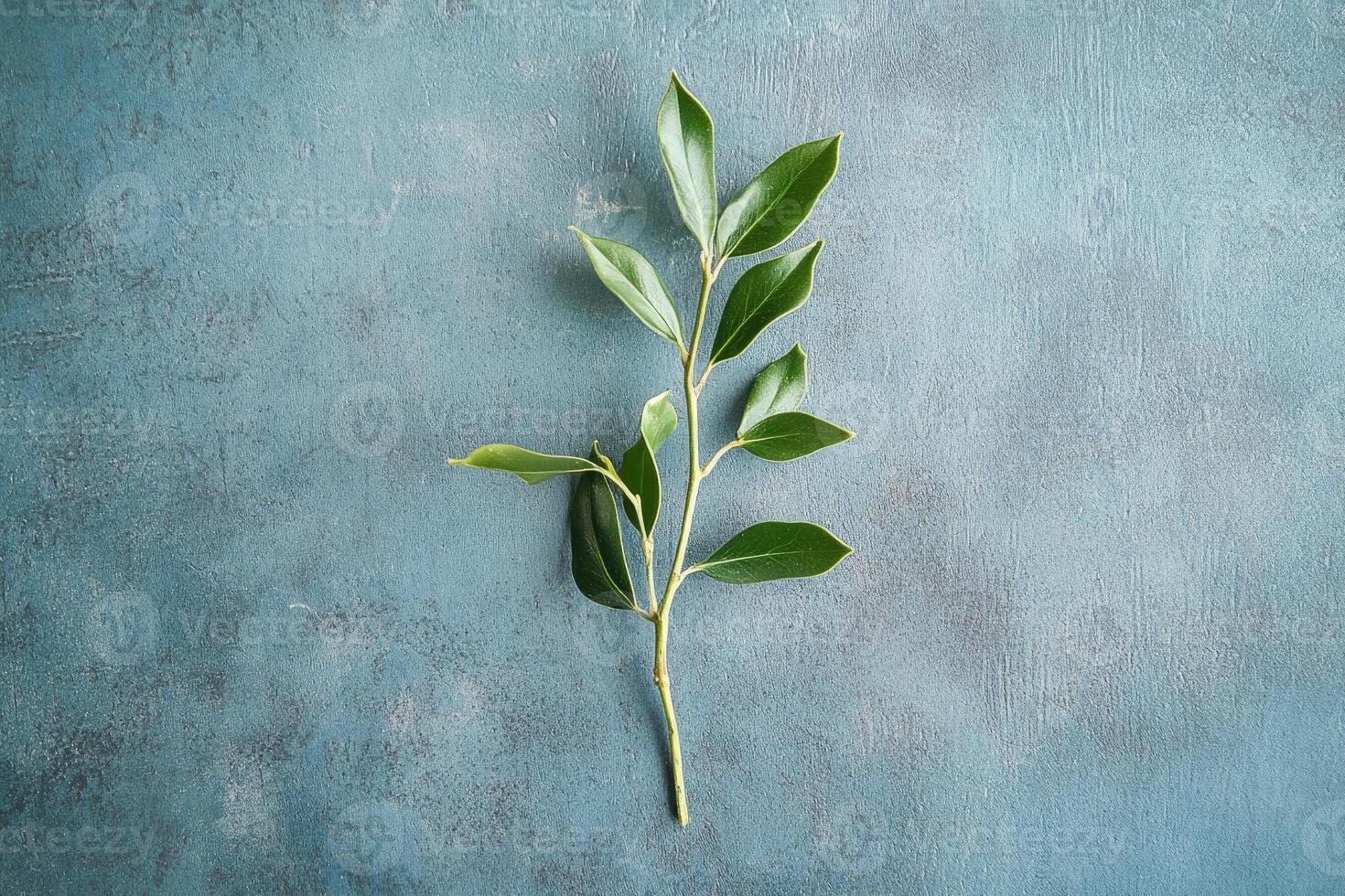 A Single Green Branch with Leaves on a Textured Blue Surface photo
