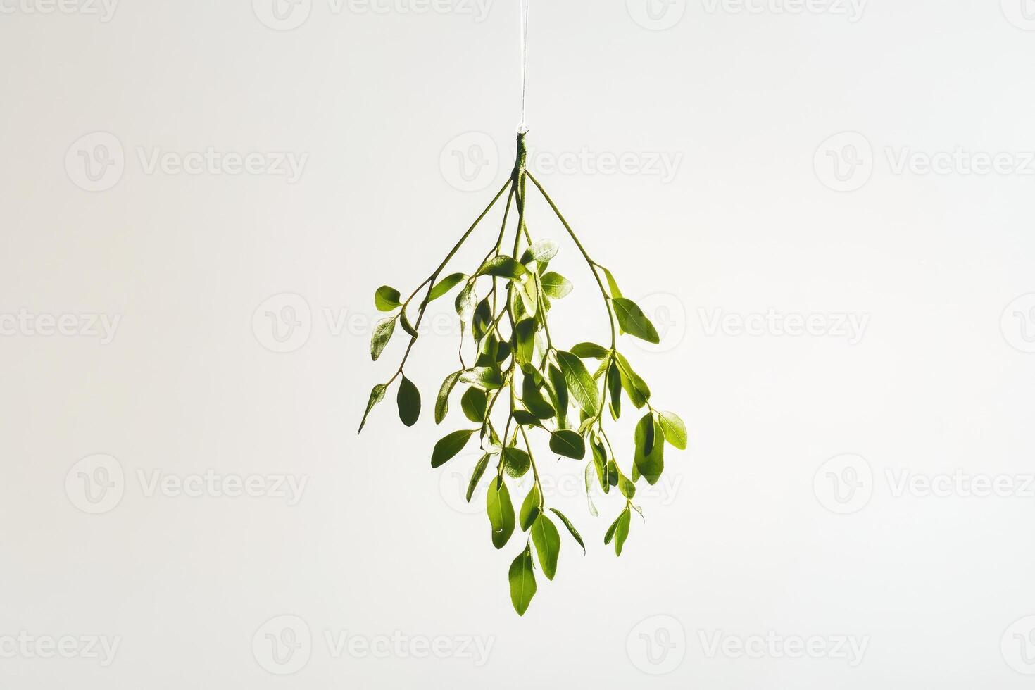 A Single Sprig of Mistletoe Hanging Against a White Background photo