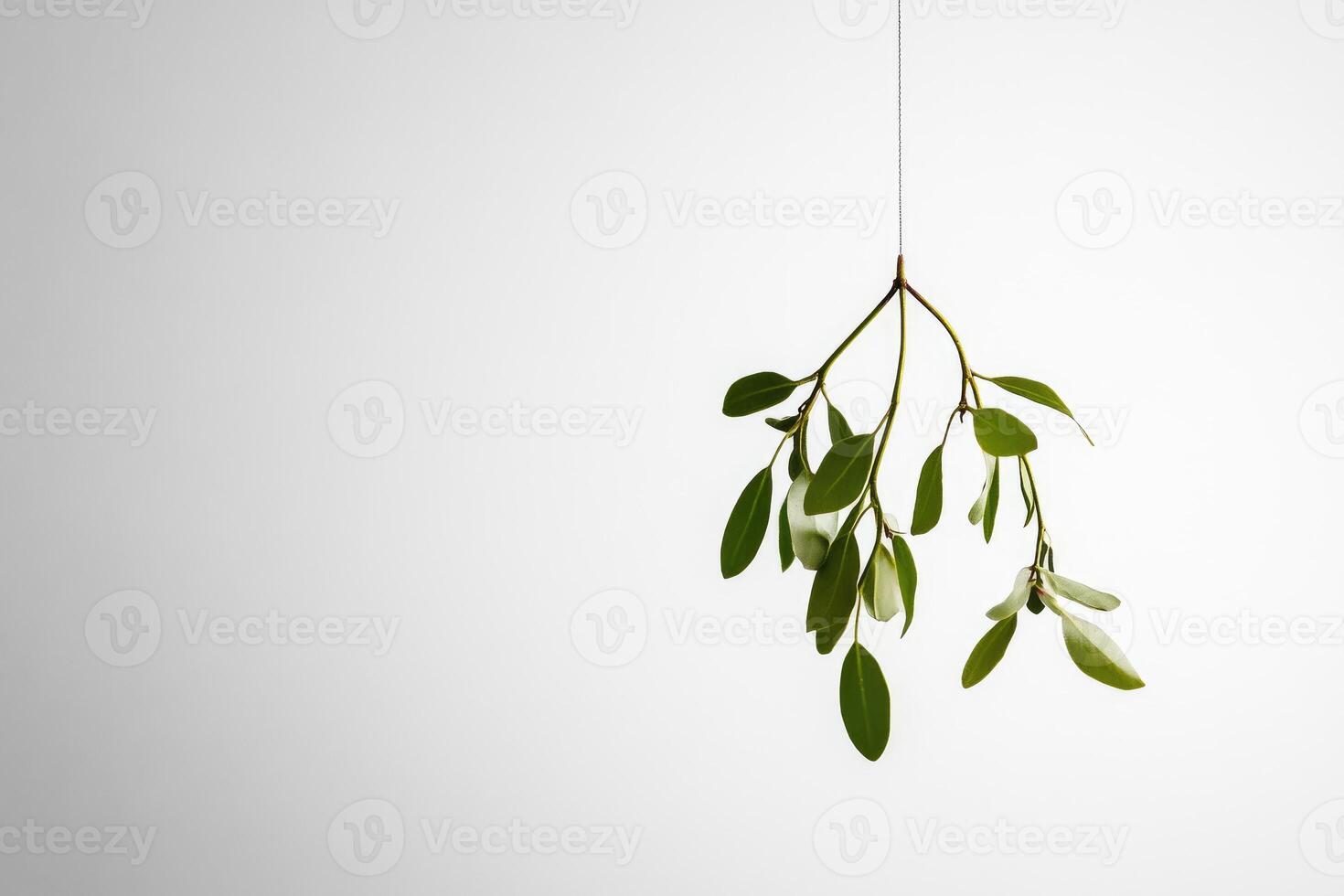 A sprig of mistletoe hanging from a thin string against a white background. photo