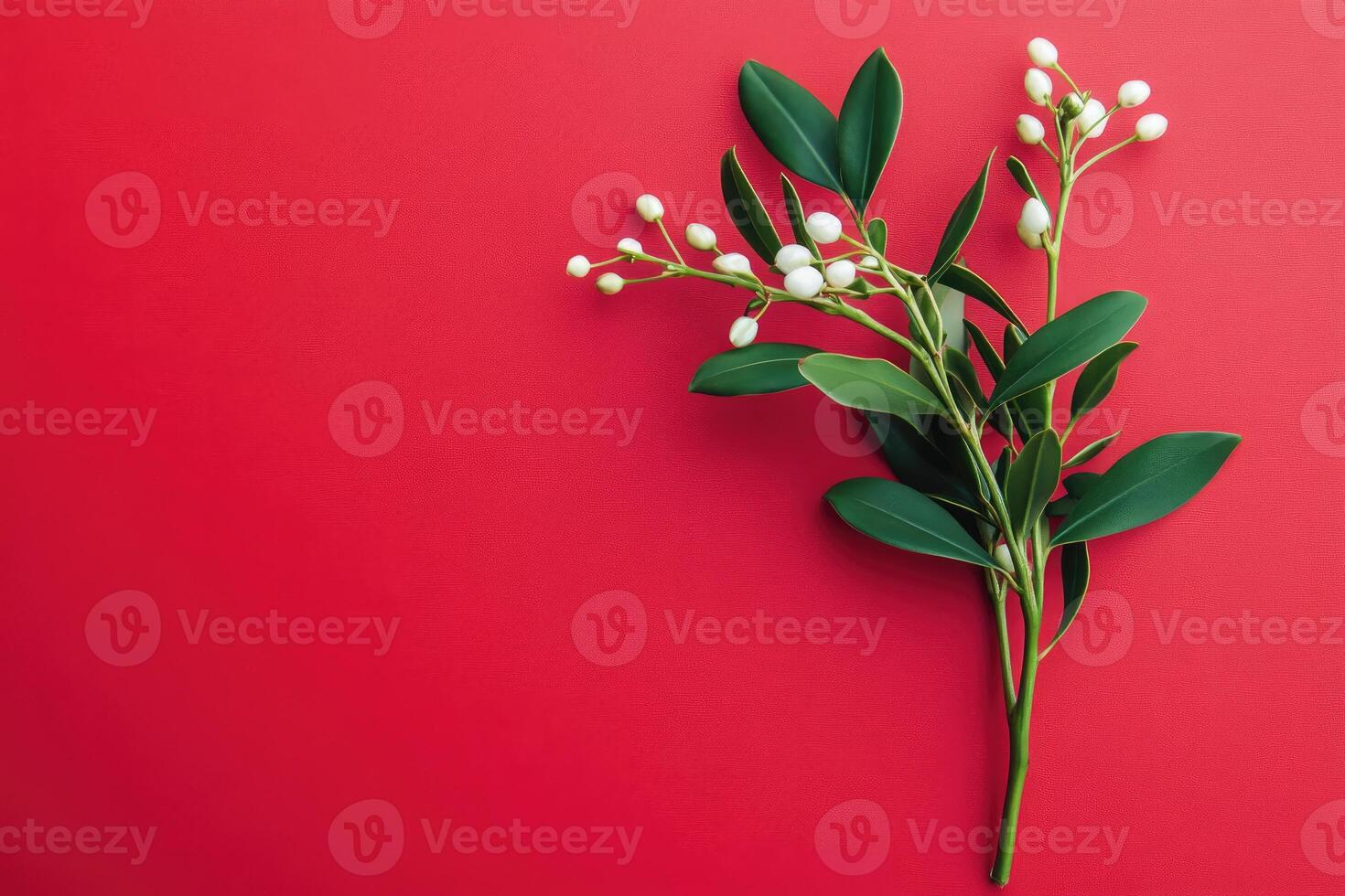 White Flowers and Green Leaves on a Red Background photo