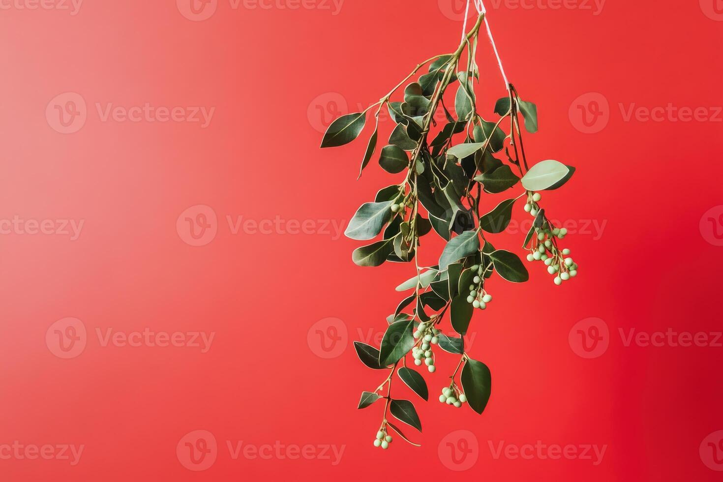 Green Branch with Berries Hanging Against a Red Background photo