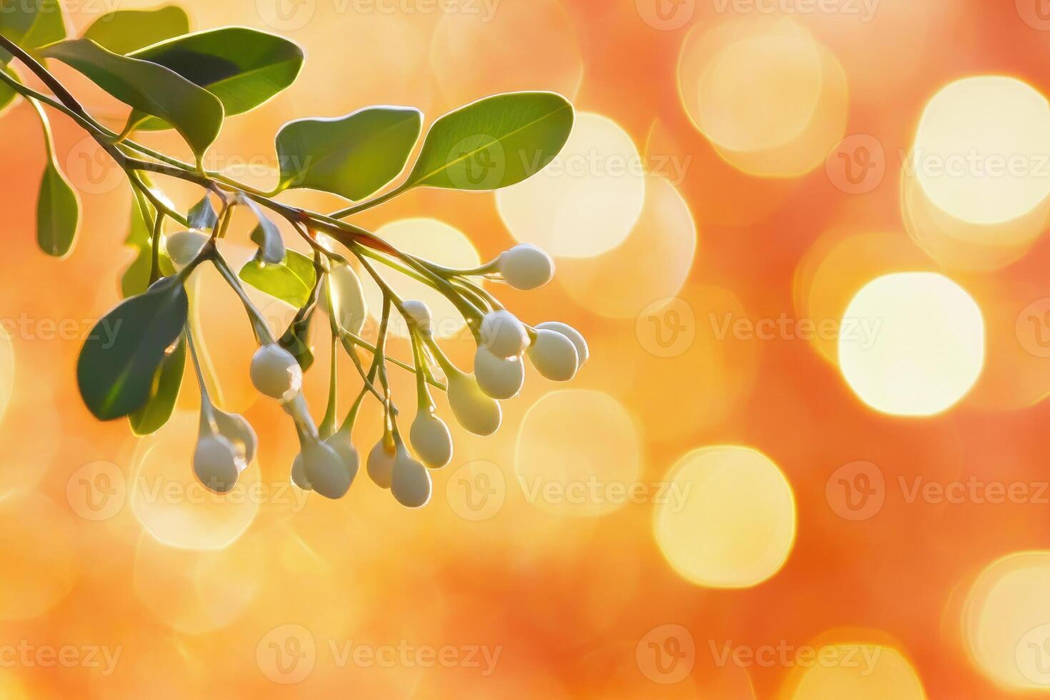 Delicate White Buds on a Branch with a Blurred Orange Background photo