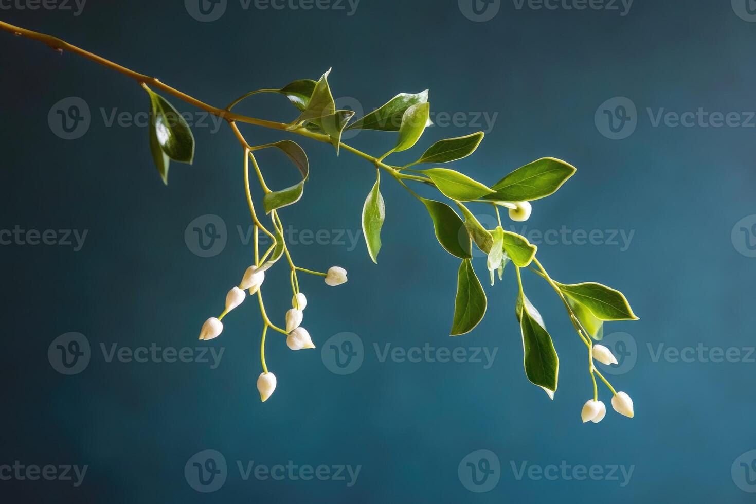 Branch with White Buds and Green Leaves against a Teal Background photo