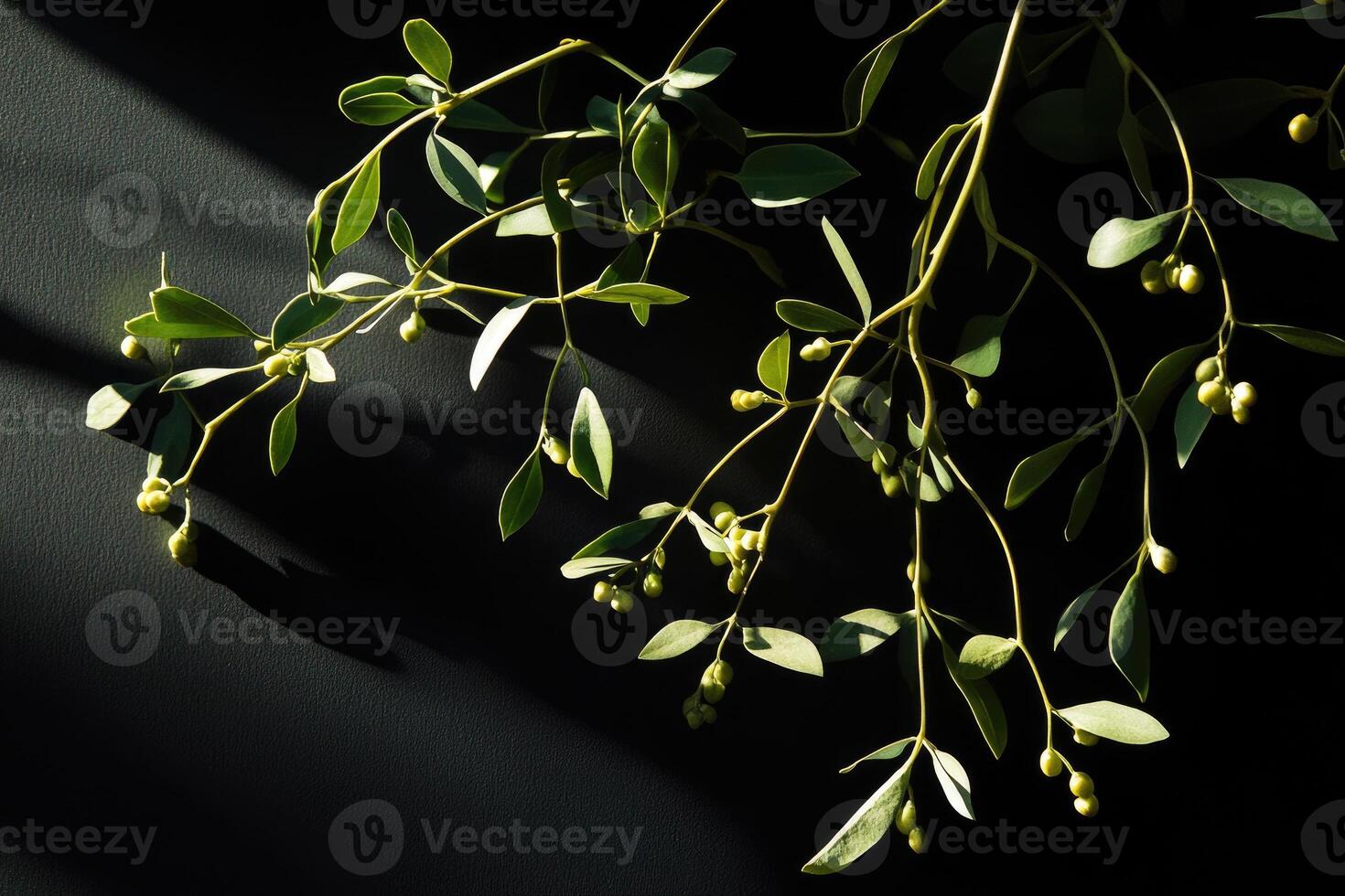 Green Plant Branch with Light Green Berries on Black Background photo