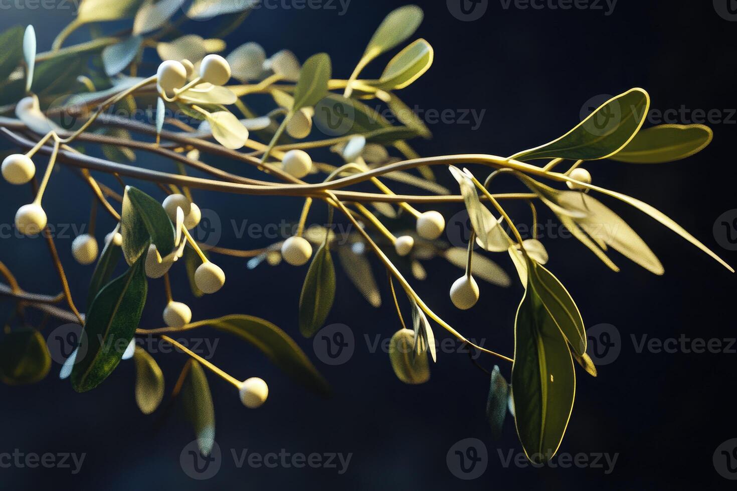 Close-up of Mistletoe with White Berries and Green Leaves photo