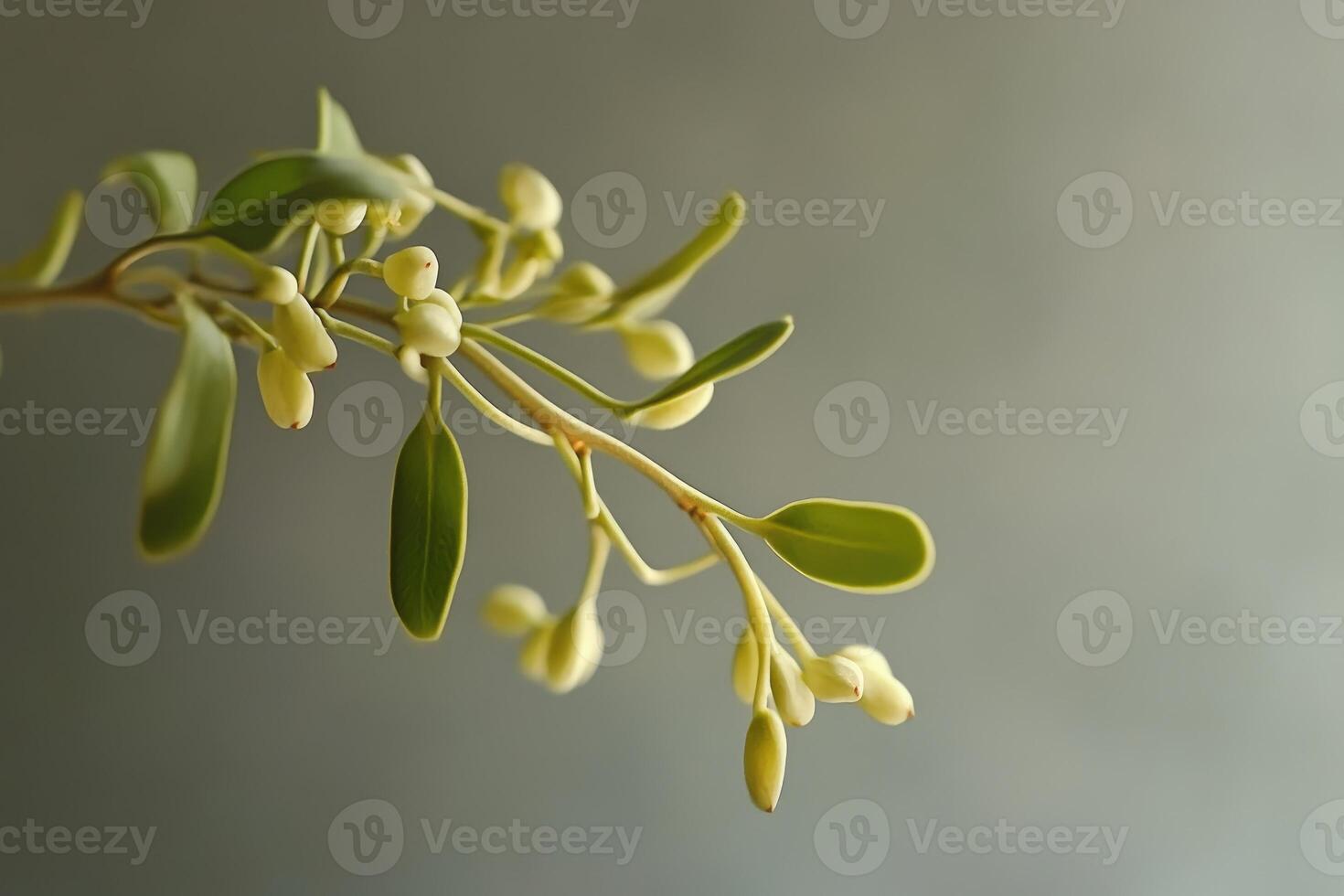 A Close-Up of a Green Branch with Small Yellow Buds photo