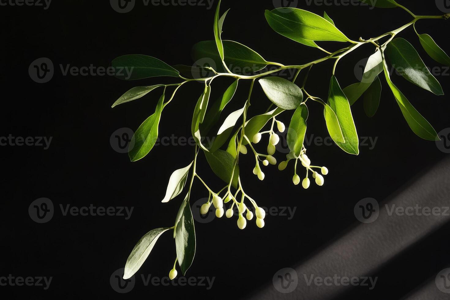 Green Branch with White Buds Against a Black Background photo