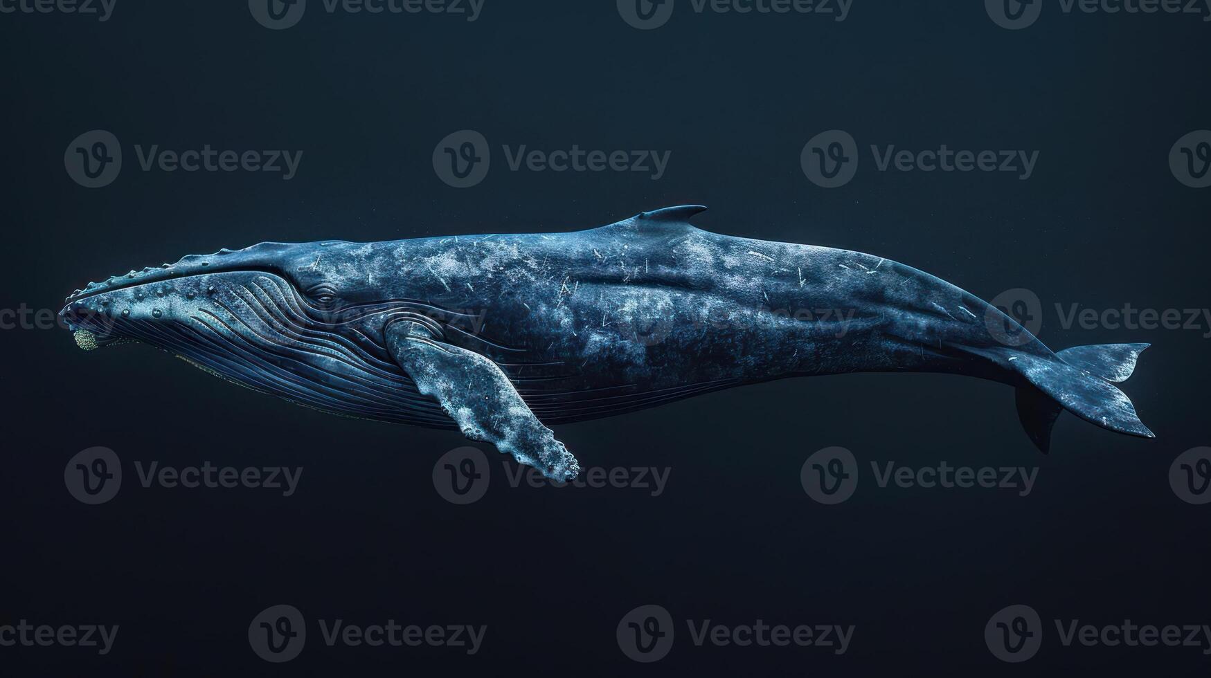 A majestic humpback whale in full dive, kicking up a spray of water. photo