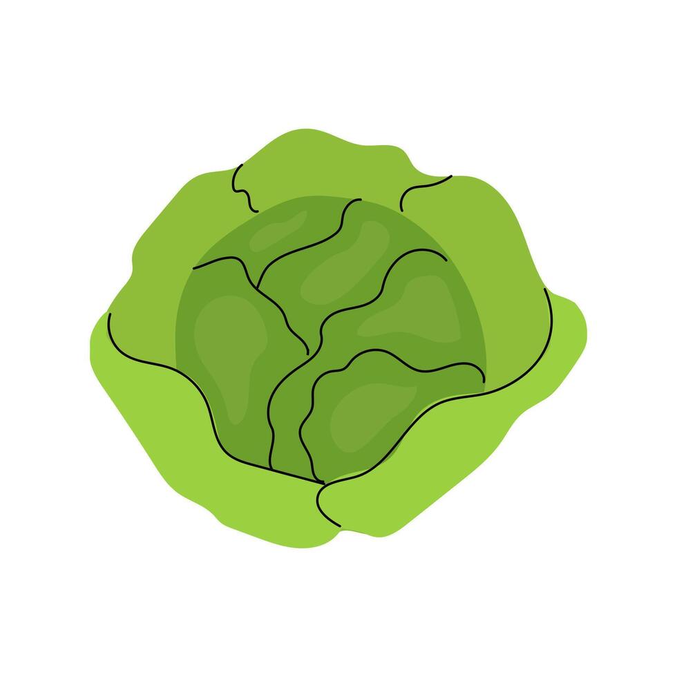Fresh green cabbage with vibrant leaves and detailed texture on a white background vector