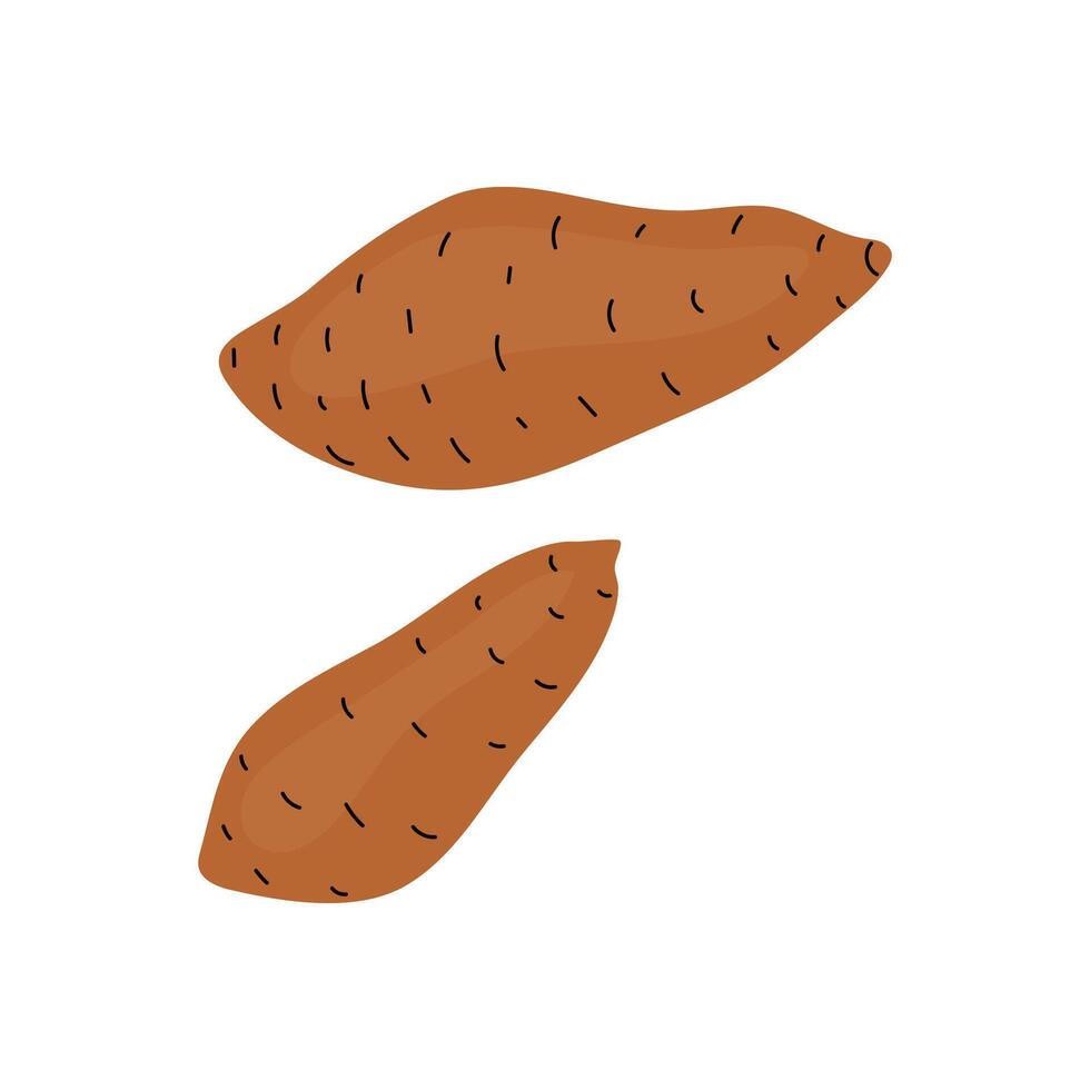 Illustration of two sweet potatoes with distinct shapes on a plain background vector