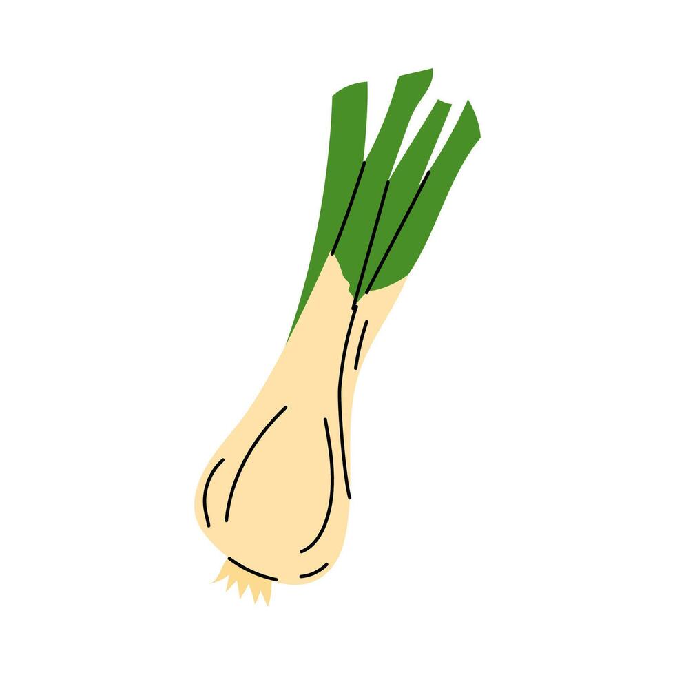 Fresh green onion isolated on a clean background, showcasing its robust shape and color vector