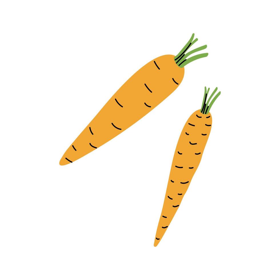 Two vibrant orange carrots with leafy greens on top isolated on a white background vector