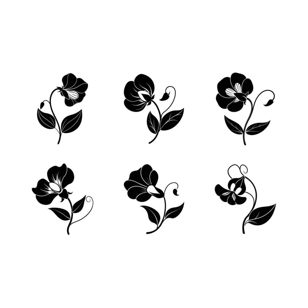 Explore unique sweet pea designs, perfect for creative graphic projects vector