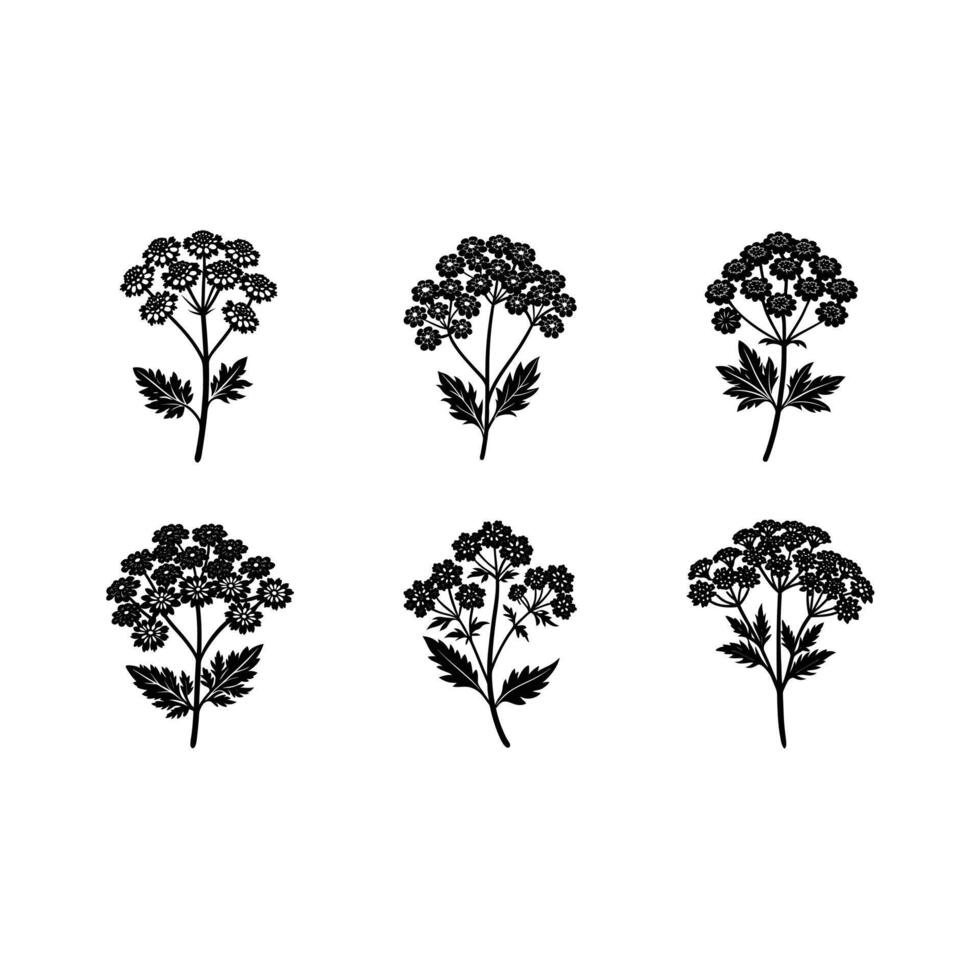Explore unique yarrow and line art for your creative projects vector