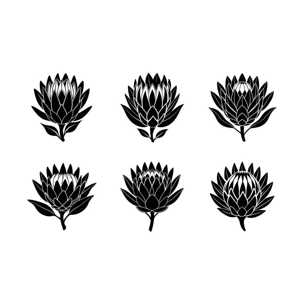 Explore unique designs of beautiful protea flowers for your projects vector
