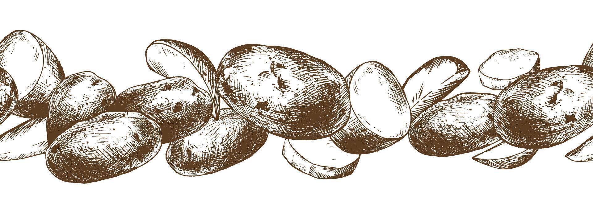 Potatoes whole, half, cut, peeled and wedges seamless border. Graphic illustration hand drawn in brown ink. EPS on the theme of harvest cooking, food, packaging, vegetable shop design vector